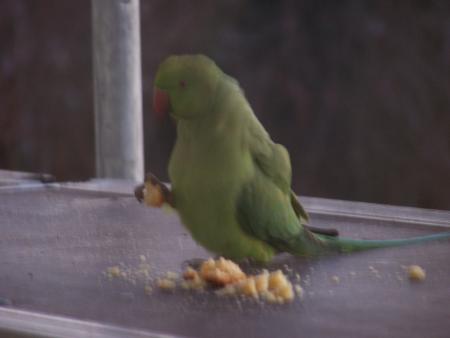 Un oiseau en ballade