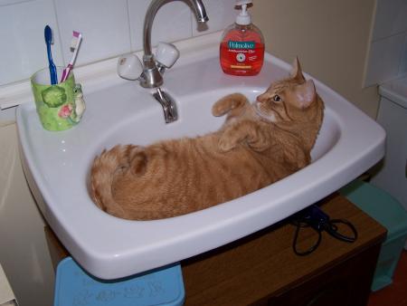 Un chat en admiration devant un robinet