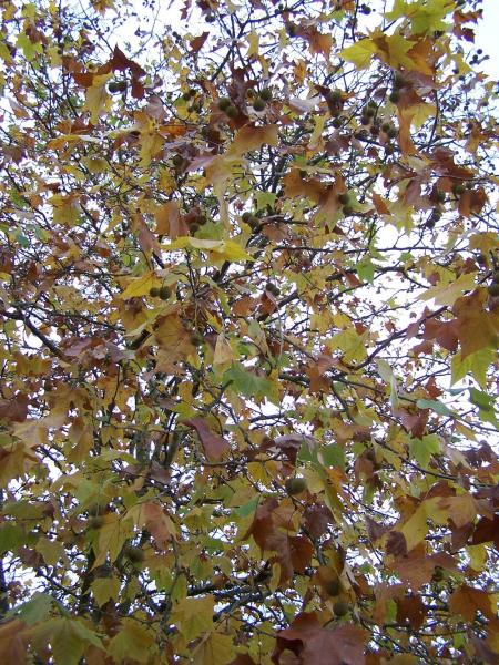 Cette nuit j'ai pleur�